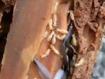 曲阳白蚁防治公司分享出租房防虫管理指南，助力房东稳定房源品质